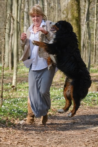 Barrington dog bite injury lawyer